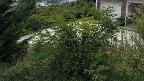 A house with a garage, surrounded by dense greenery and a river in the background. - Walk to Potomac River and downtown Harpers Ferry (Knoxville)