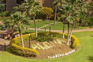 Un jardin aménagé avec des palmiers, une haie circulaire et un sentier en pierre.