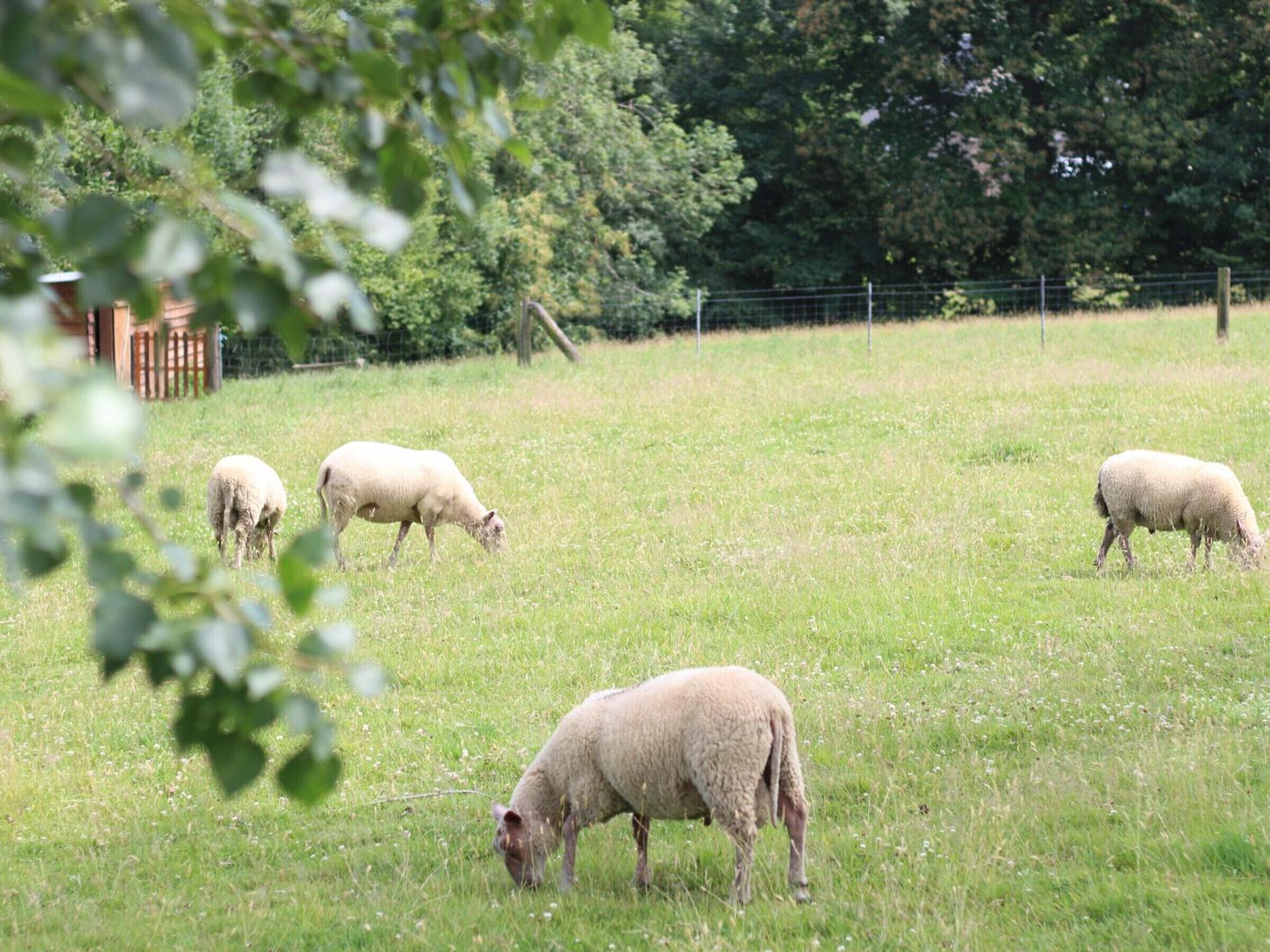 Een begroeiing met vier schapen die grazen, omringd door bomen en een hek.