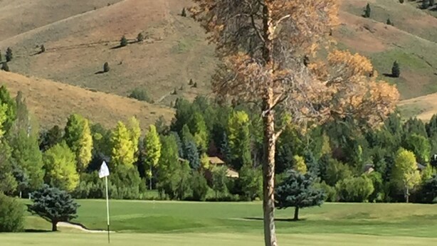 Ein Golfplatz mit einem einzelnen Baum im Vordergrund, einer Fahne und sanften Hügeln im Hintergrund.