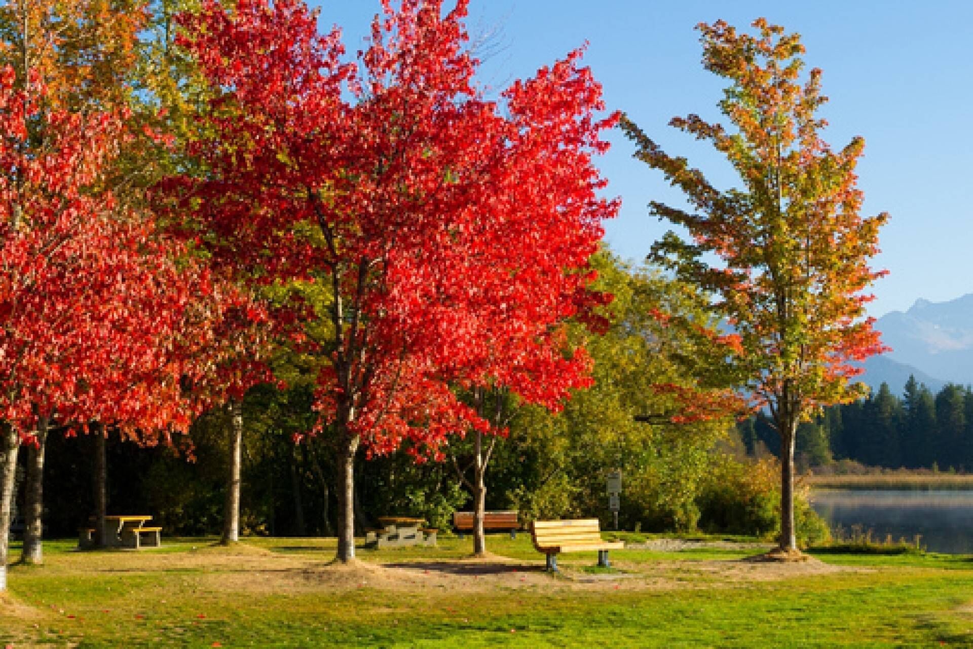Un parque con bancos y árboles de hojas rojas.