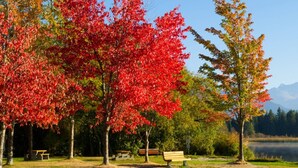 A park with benches and trees with red leaves. - Cute and Cozy Creekside townhouse. Ground floor, easy access, free parking, 100 meters to lifts (Whistler)