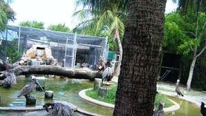 A bird sanctuary with a pond, trees, and a fenced enclosure. - "Luxury Villa in Punta Gorda, FL - 4BD/3BA, Pool, Jacuzzi" Sandhill Cranes. (Punta Gorda)
