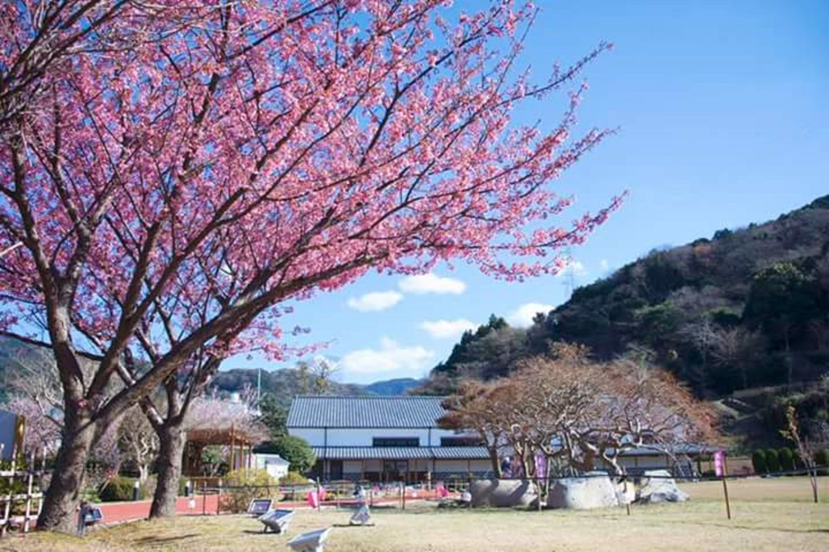 A building with a flat roof and a large tree with pink blossoms in front.