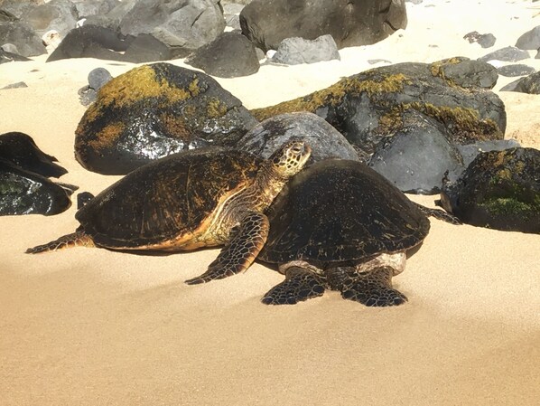 A sea turtle on a sandy beach with large rocks.