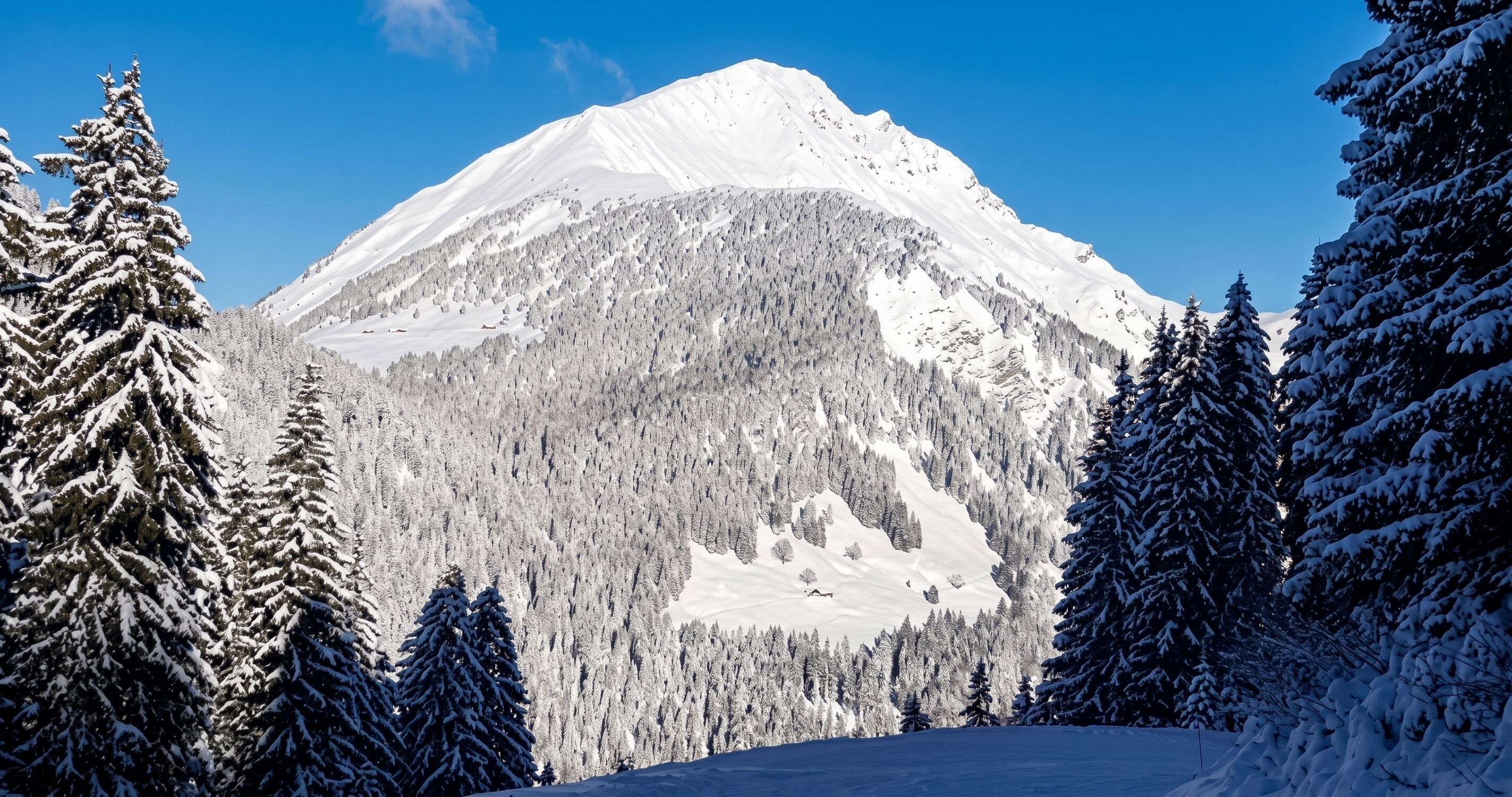 A snow-covered mountain with dense forests.