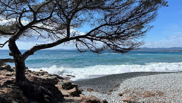 Une plage rocheuse avec un arbre au premier plan et une vue sur la mer et les collines lointaines.