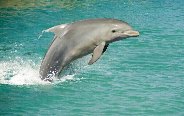 A dolphin leaping out of turquoise water. - Read our reviews! Top rated premier host Islander 612 (Destin)
