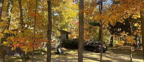 A forested area with a house and a parked car.