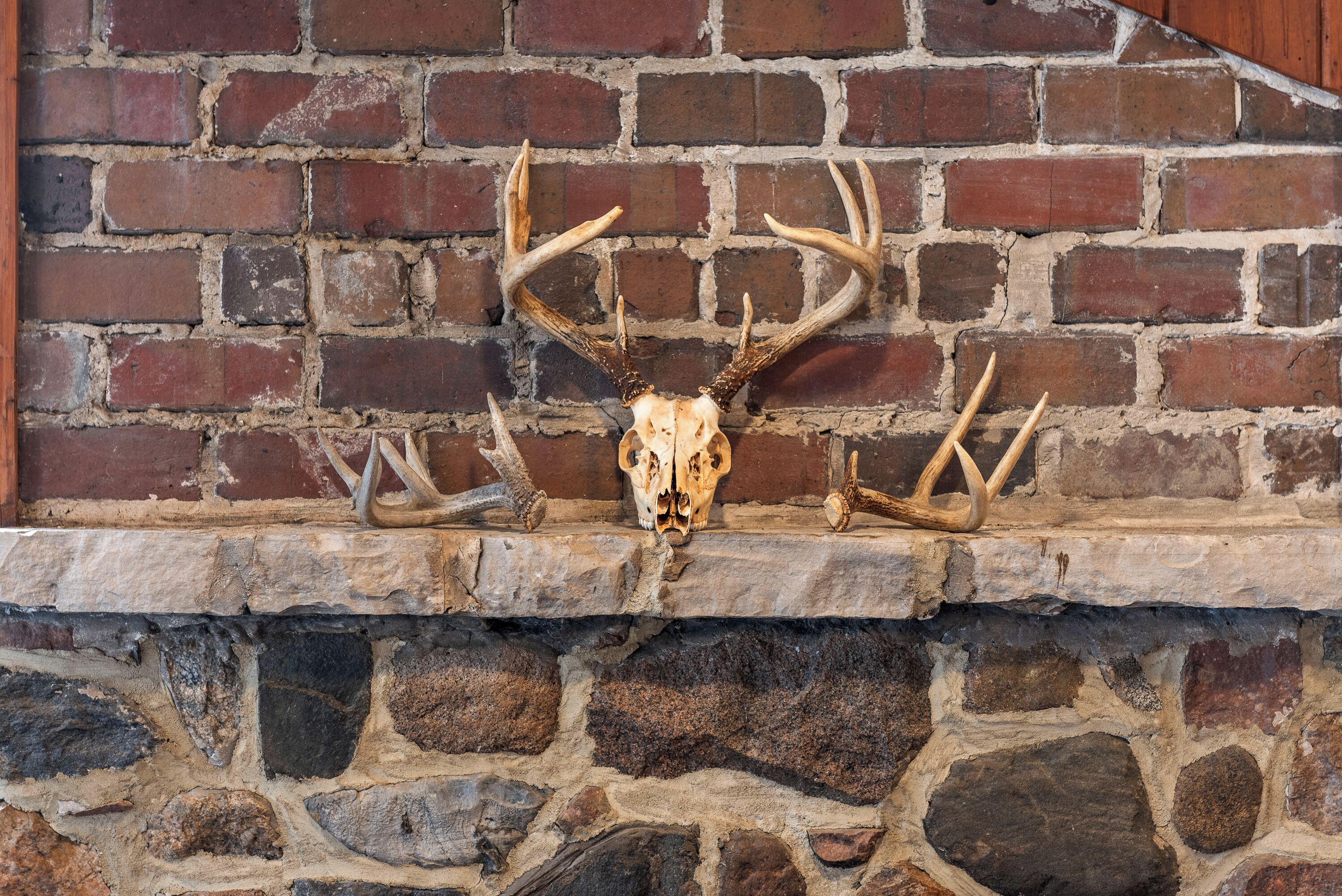 A deer skull with antlers mounted on a stone wall with a brick background.