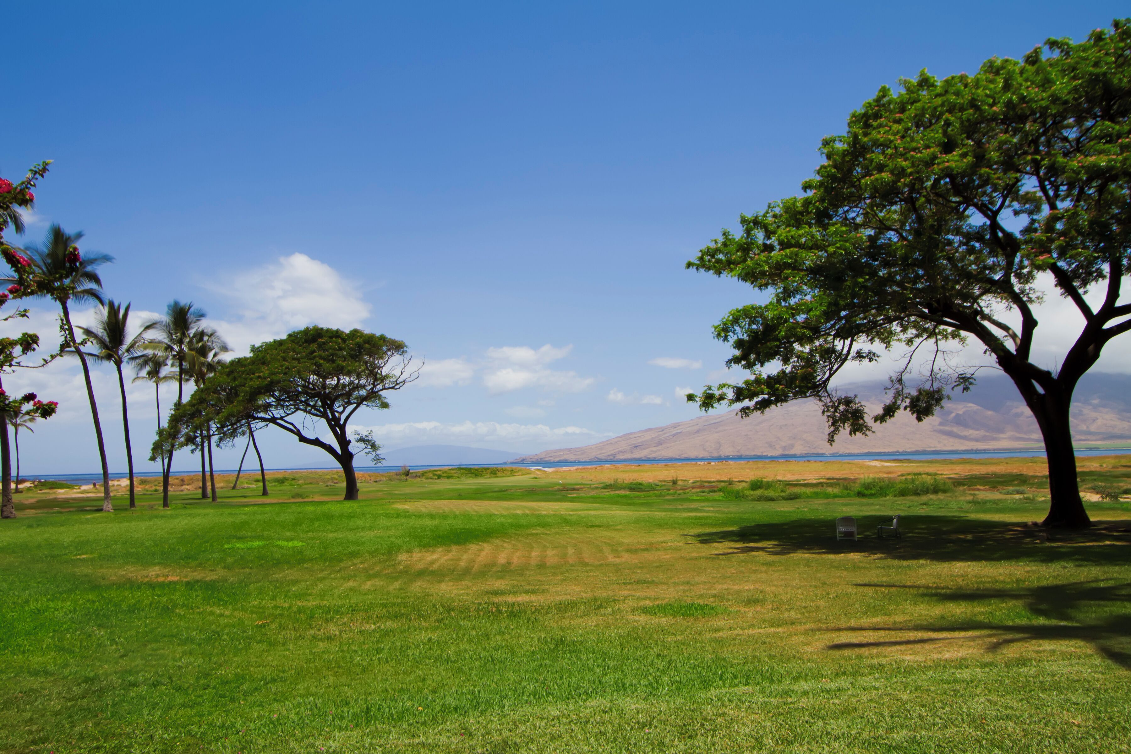 A grassy field with trees and a distant mountain range.