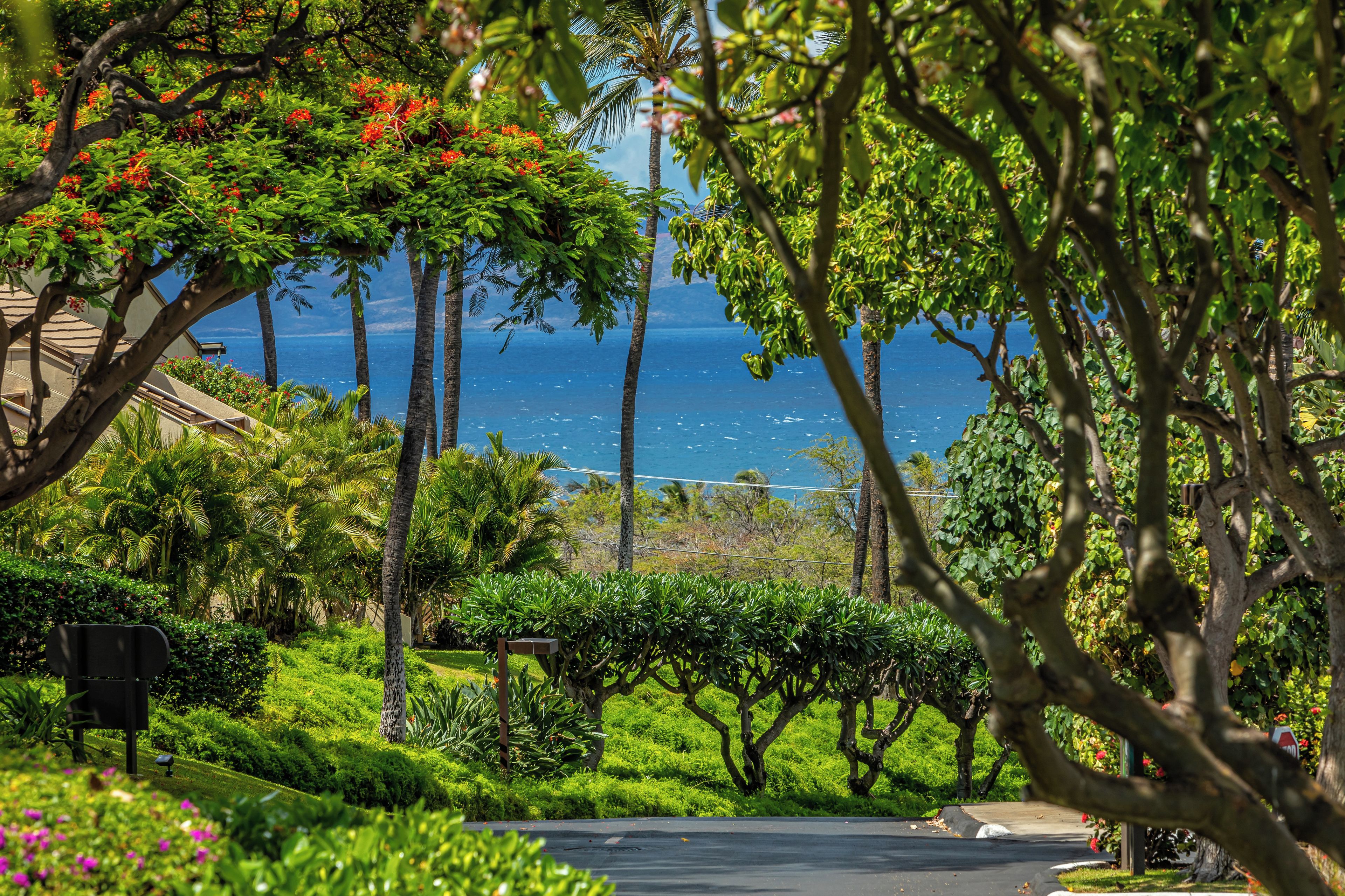 Un jardín exuberante con un sendero pavimentado, palmeras y vistas al océano.