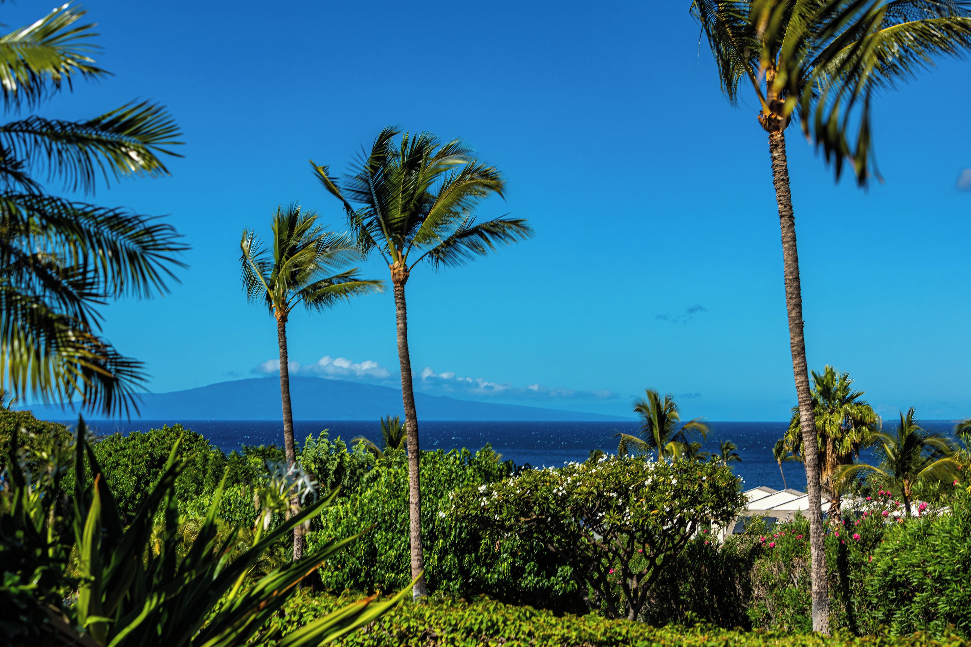 A tropical landscape with palm trees and a view of the ocean.