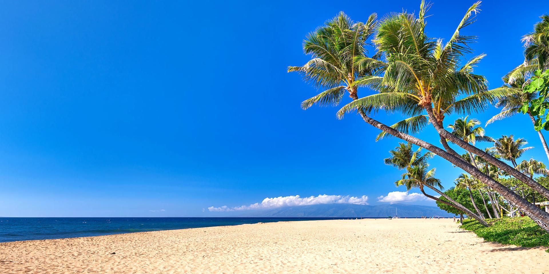 A beach with palm trees and a clear blue sky.