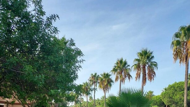 Un sendero pavimentado serpentea por un jardín cuidado, con palmeras y diversos arbustos.