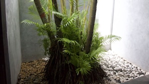 A plant with large green leaves in a corner with a concrete floor and a metal structure overhead.