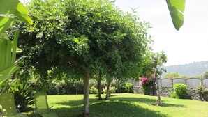 A well-maintained garden with a variety of trees and shrubs, a grassy lawn, and a stone wall in the background.