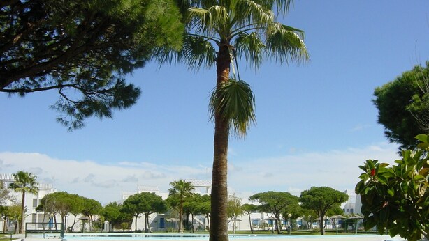 A park with a palm tree, a fountain, and buildings in the background.