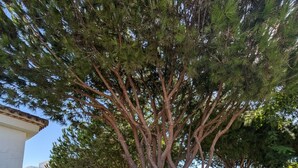 A tree-lined courtyard with a white building, a small garden, and a clear sky.