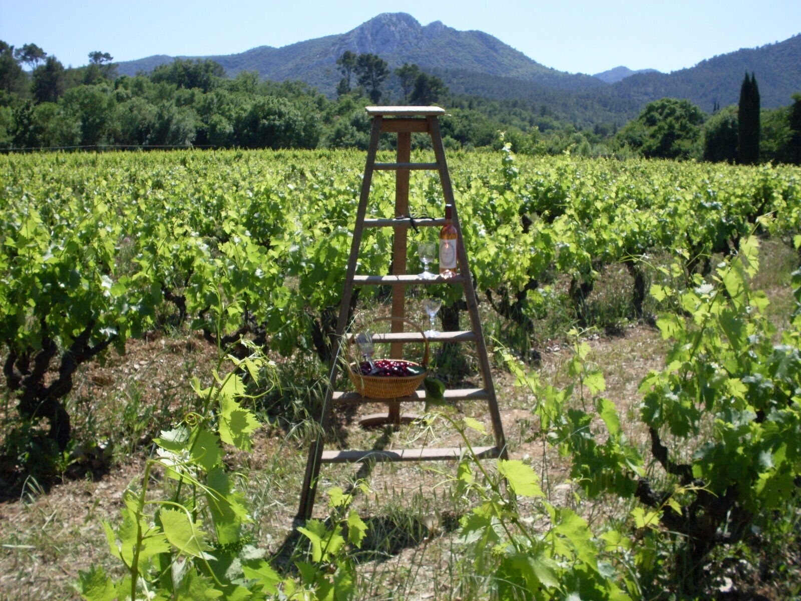 Un vignoble avec une échelle en bois et un panier de raisins.