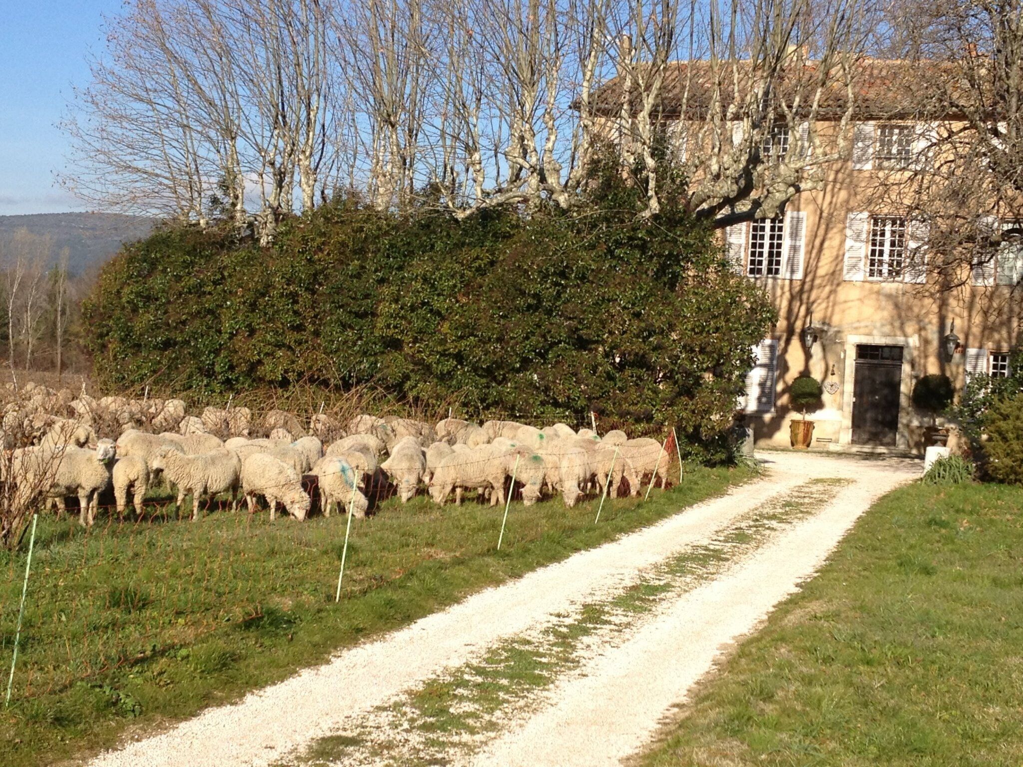 A rural scene with a flock of sheep grazing near a house with a gravel path.