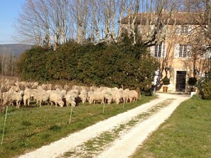 Escena rural con un rebaño de ovejas pastando cerca de una casa y un camino de grava.