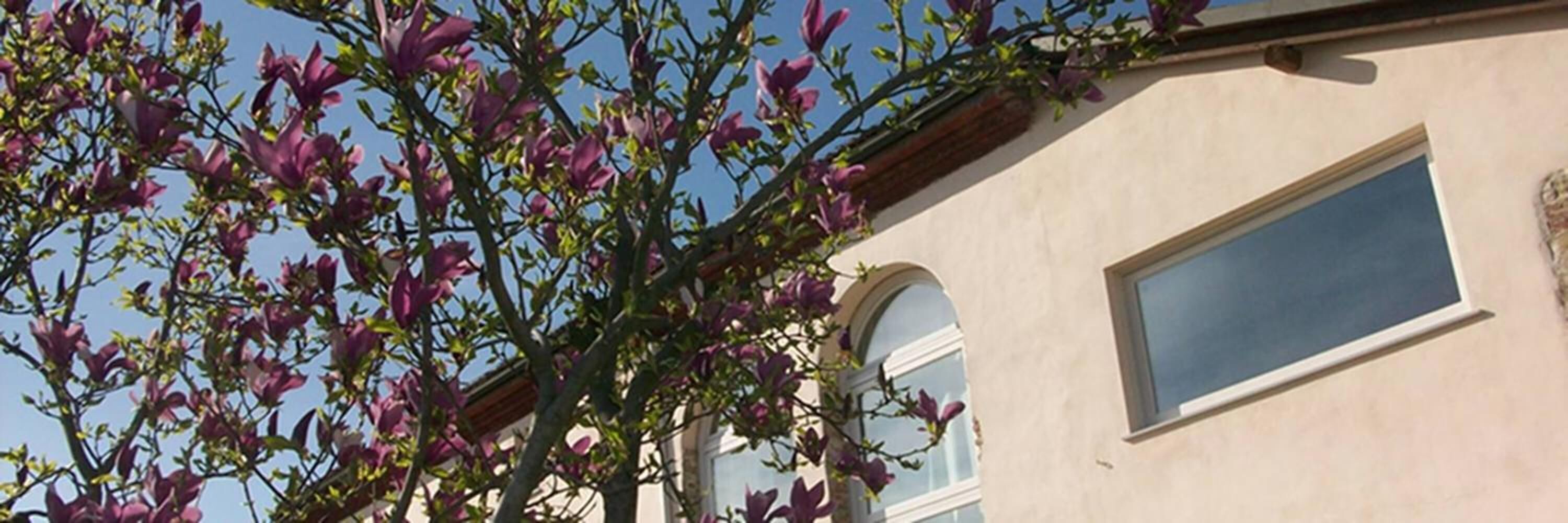 A building with a window and a tree with purple flowers.