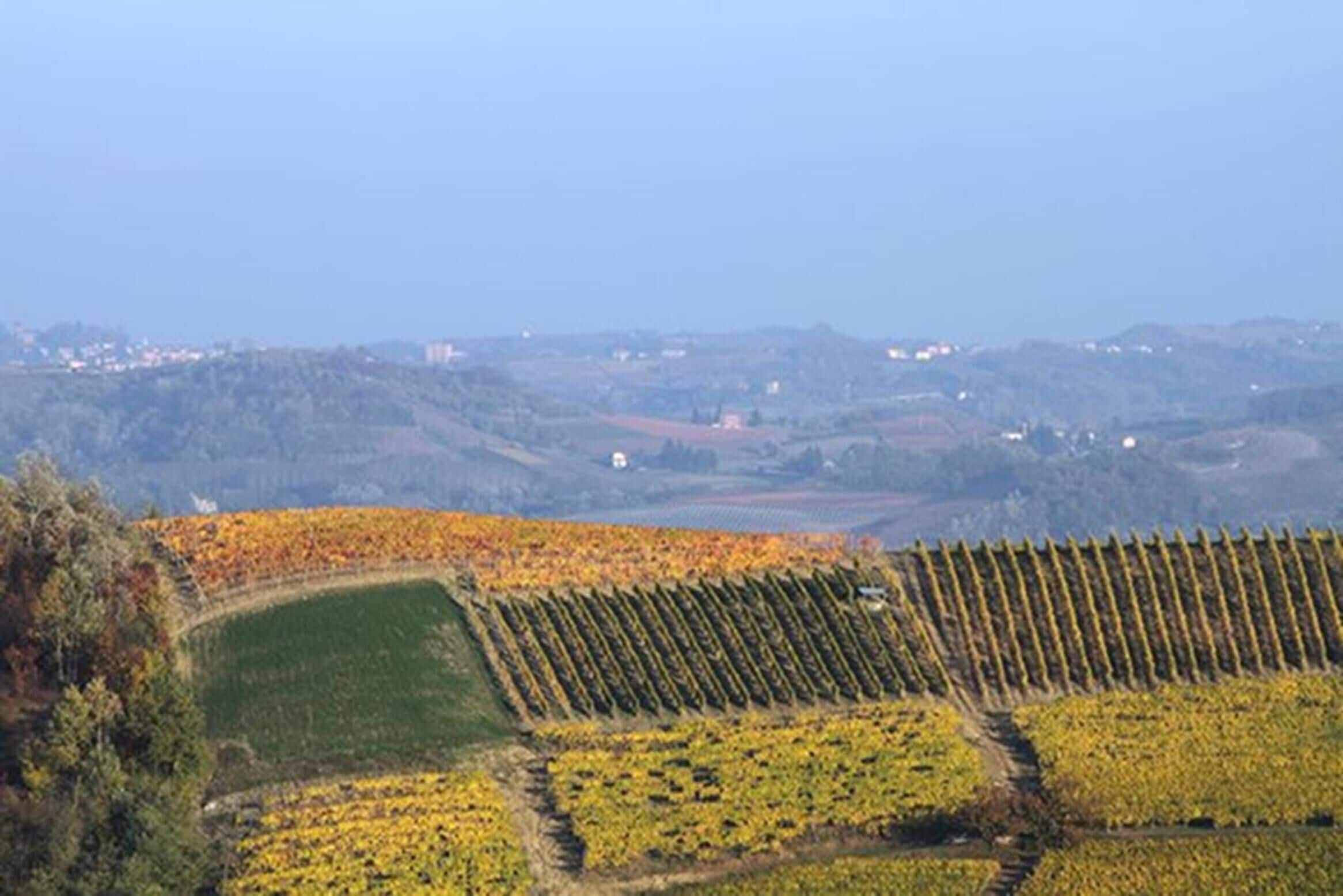 Un vignoble avec des rangées de vignes et une ville qui se dessine à l'horizon.