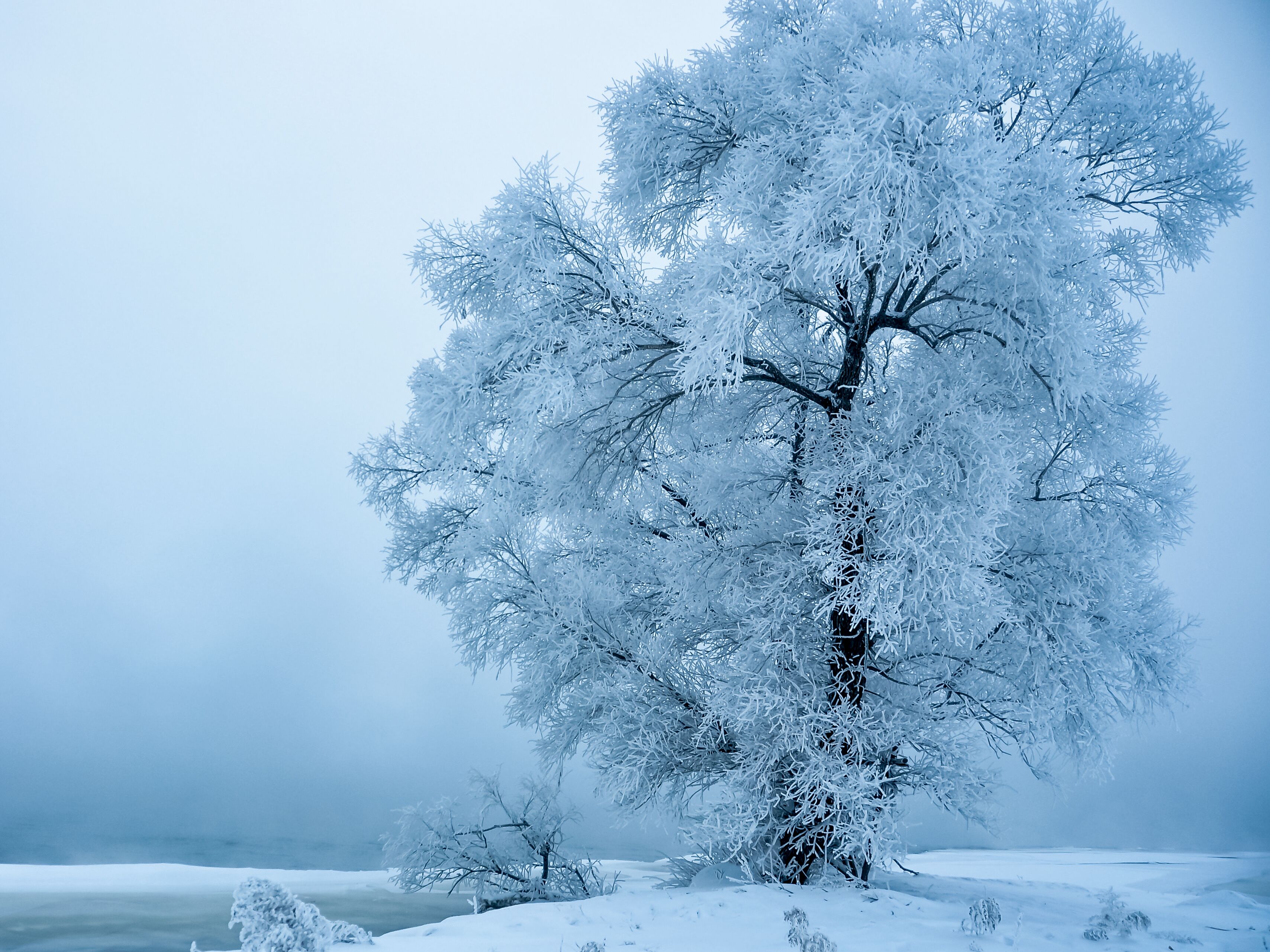 Un árbol cubierto de nieve en un paisaje invernal.