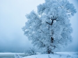 Un árbol cubierto de nieve en un paisaje invernal.