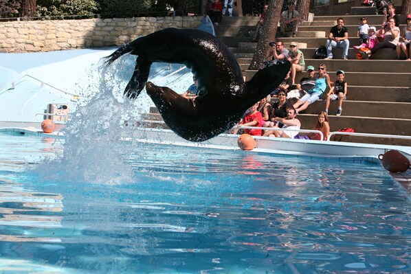 A dolphin performing tricks in a pool with spectators in the background.