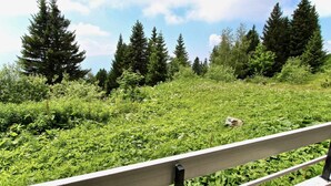 A bench overlooking a grassy field with trees in the background.