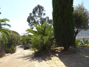 Um caminho serpenteia por um jardim com diversas árvores e arbustos, incluindo palmeiras e uma árvore conífera alta.