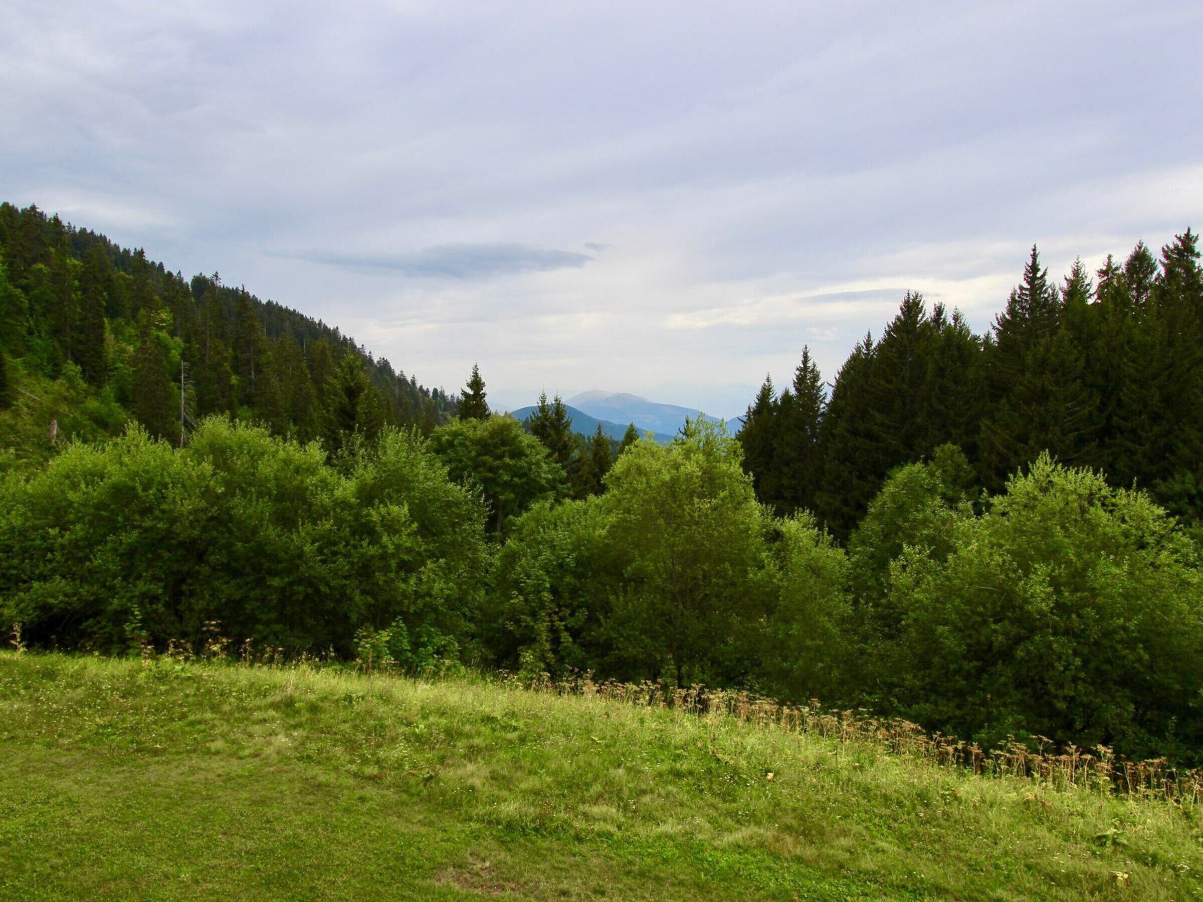 Un paysage naturel caractérisé par une forêt dense et un premier plan verdoyant.