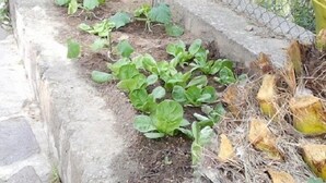 A garden bed with leafy plants growing in soil, bordered by a stone wall and a wire fence.