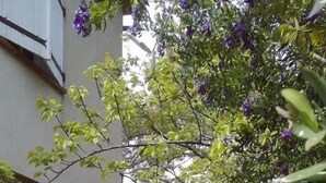 A courtyard with a stone pathway, a tree with purple flowers, and a building with a stone facade.