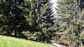 A park with tall trees and a grassy area. - Duplex studio 5 pers. with SW-facing balcony in Arcs 1800 (Les Arcs 1800)