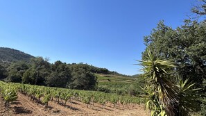 Ein Weinberg mit Reihen von Reben, ein Berg im Hintergrund und eine große Agavenpflanze im Vordergrund.