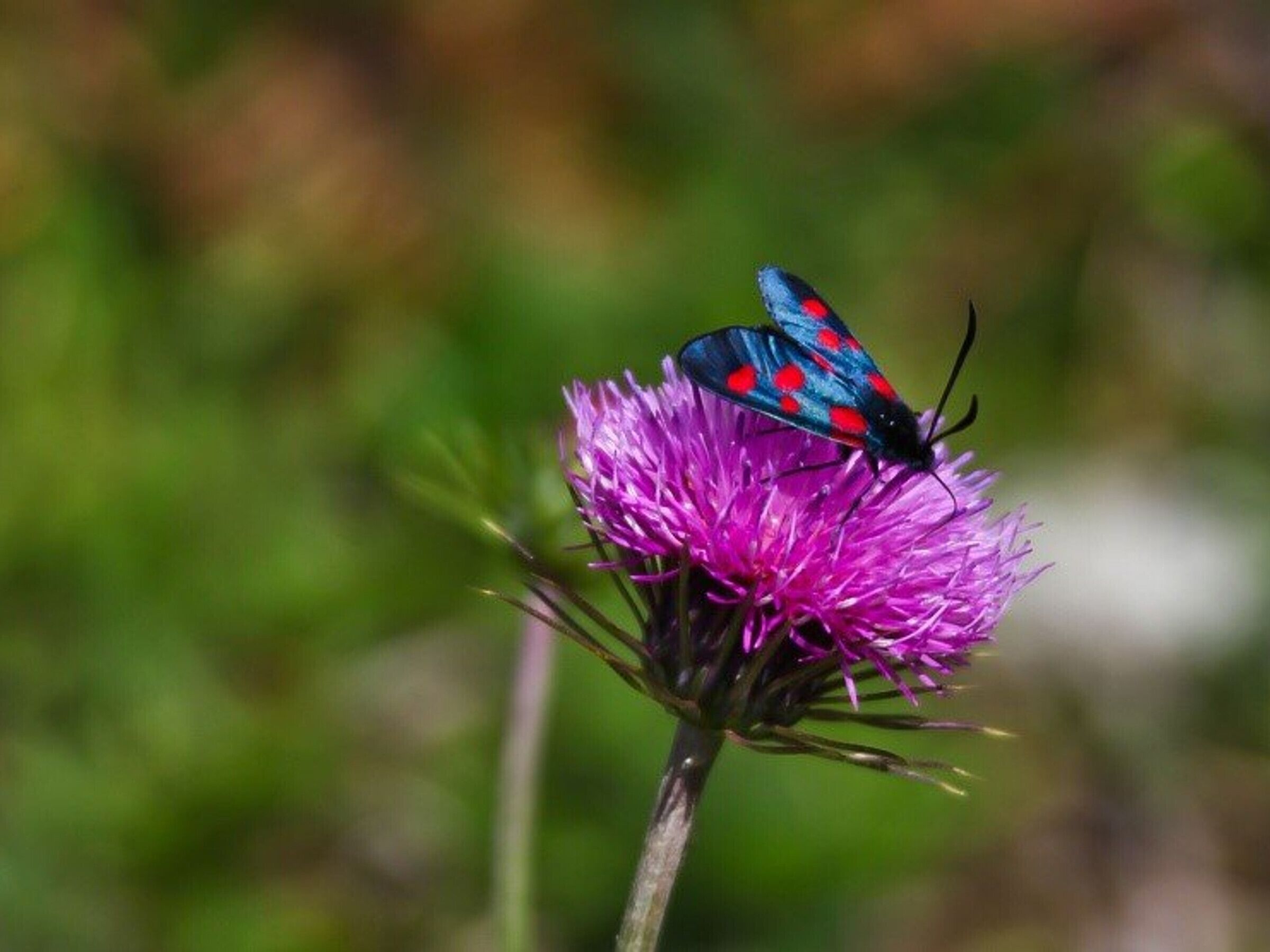 Un papillon sur une fleur violette.