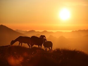 Um pôr do sol sobre uma paisagem montanhosa com silhuetas de vacas a pastar.