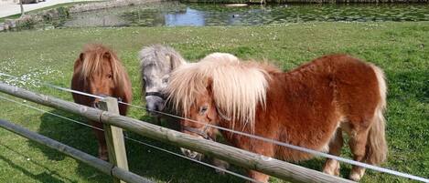 Àrea exterior de l'allotjament