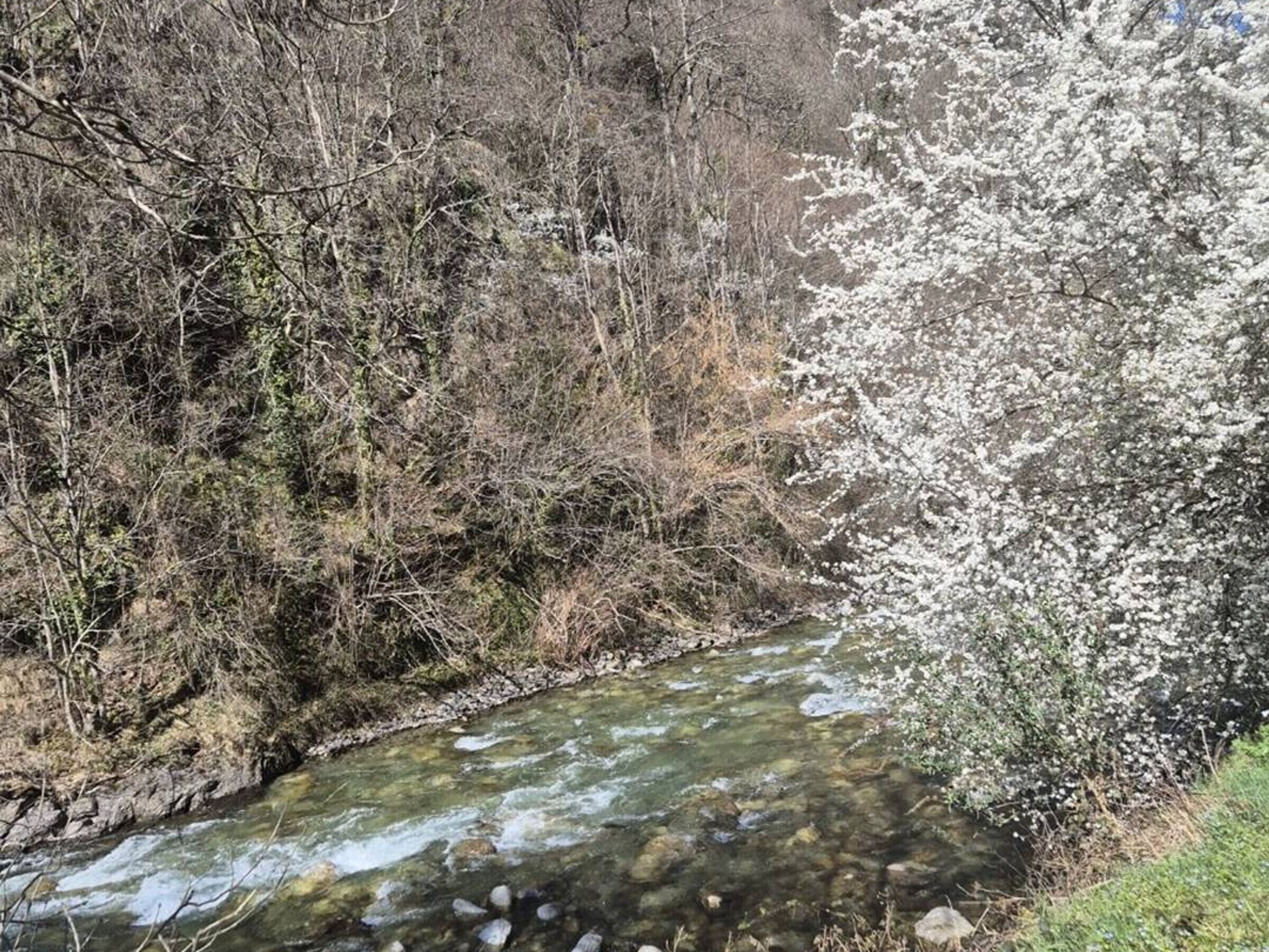 A clear stream flowing through a forested area with dense vegetation and a rocky bed.