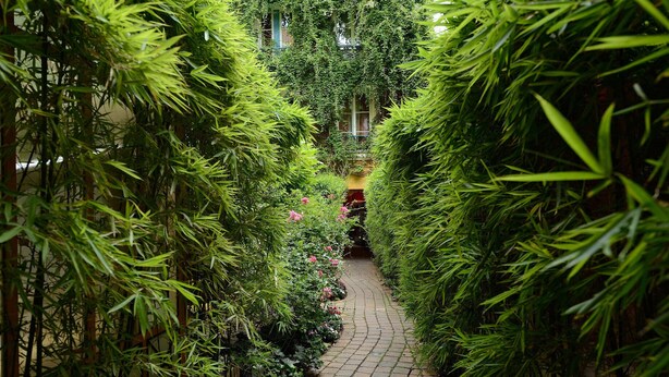 A narrow brick pathway flanked by dense bamboo plants and flowering shrubs, leading to a building with traditional architecture. - D3DG Summer Sweetness (Paris)