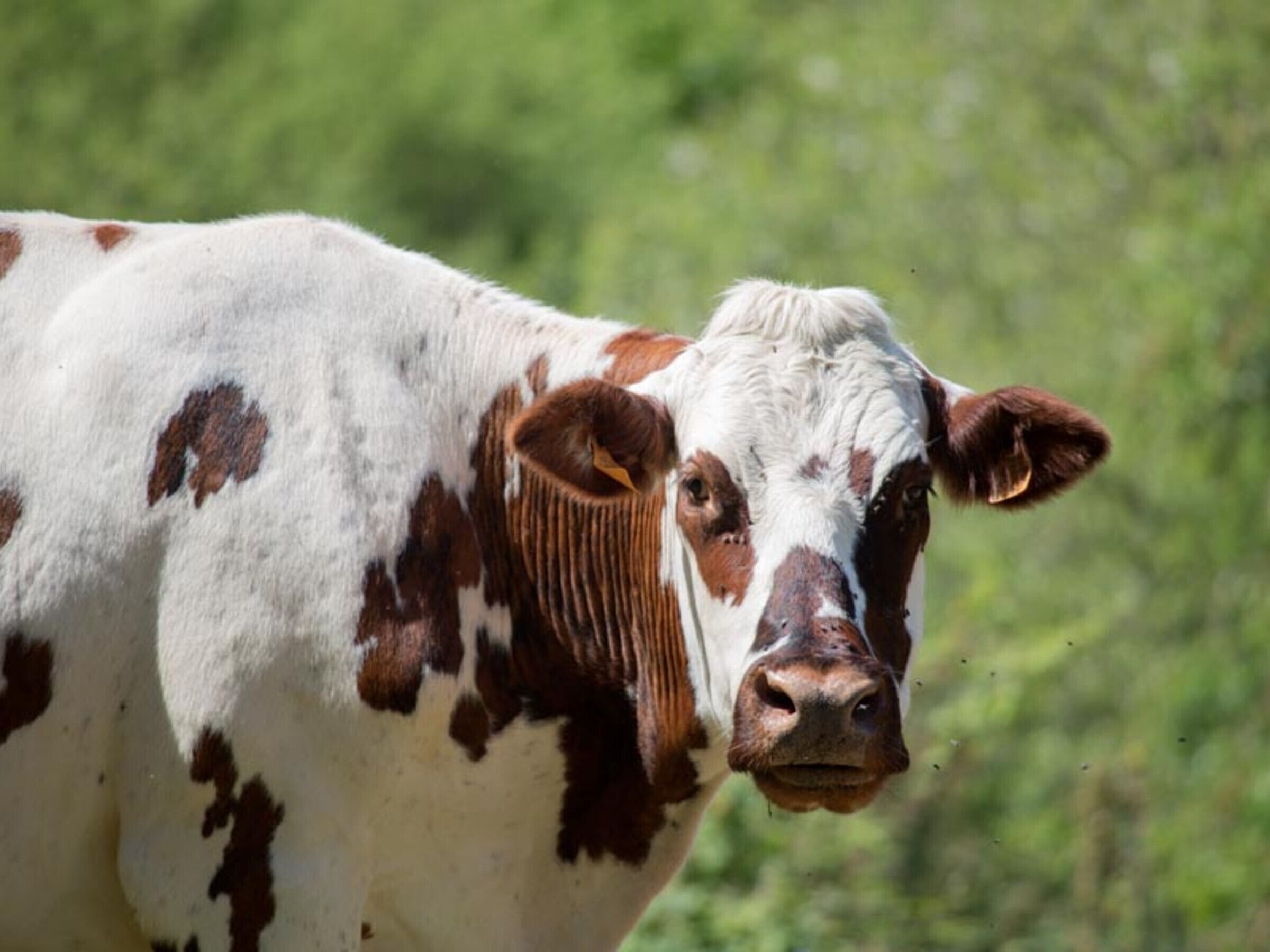Una vaca de manchas blancas y marrones, de pie en un campo.