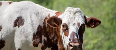 Una vaca de manchas blancas y marrones, de pie en un campo.