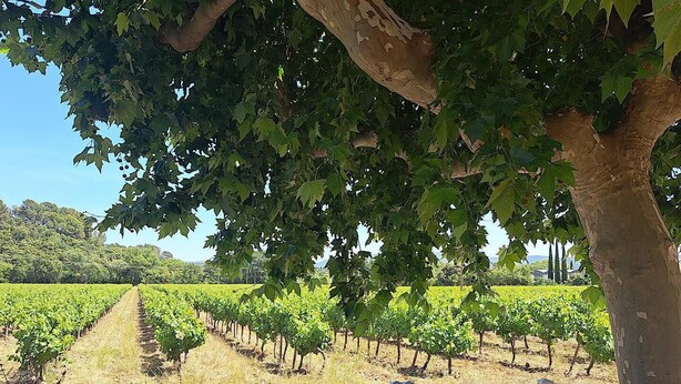 A vineyard with rows of grapevines and a white fence in the foreground.