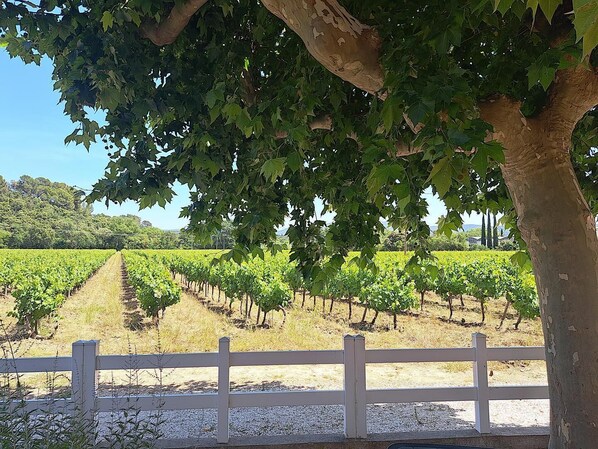 Ein Weinberg mit Reihen von Reben und einem weißen Zaun im Vordergrund.