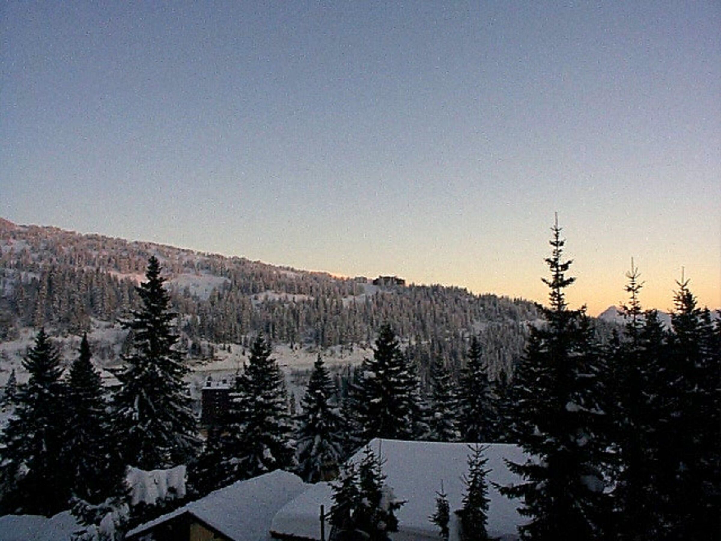 A snowy landscape with dense evergreen trees and a mountain in the background.