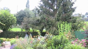 A garden with a variety of plants and a tall coniferous tree.