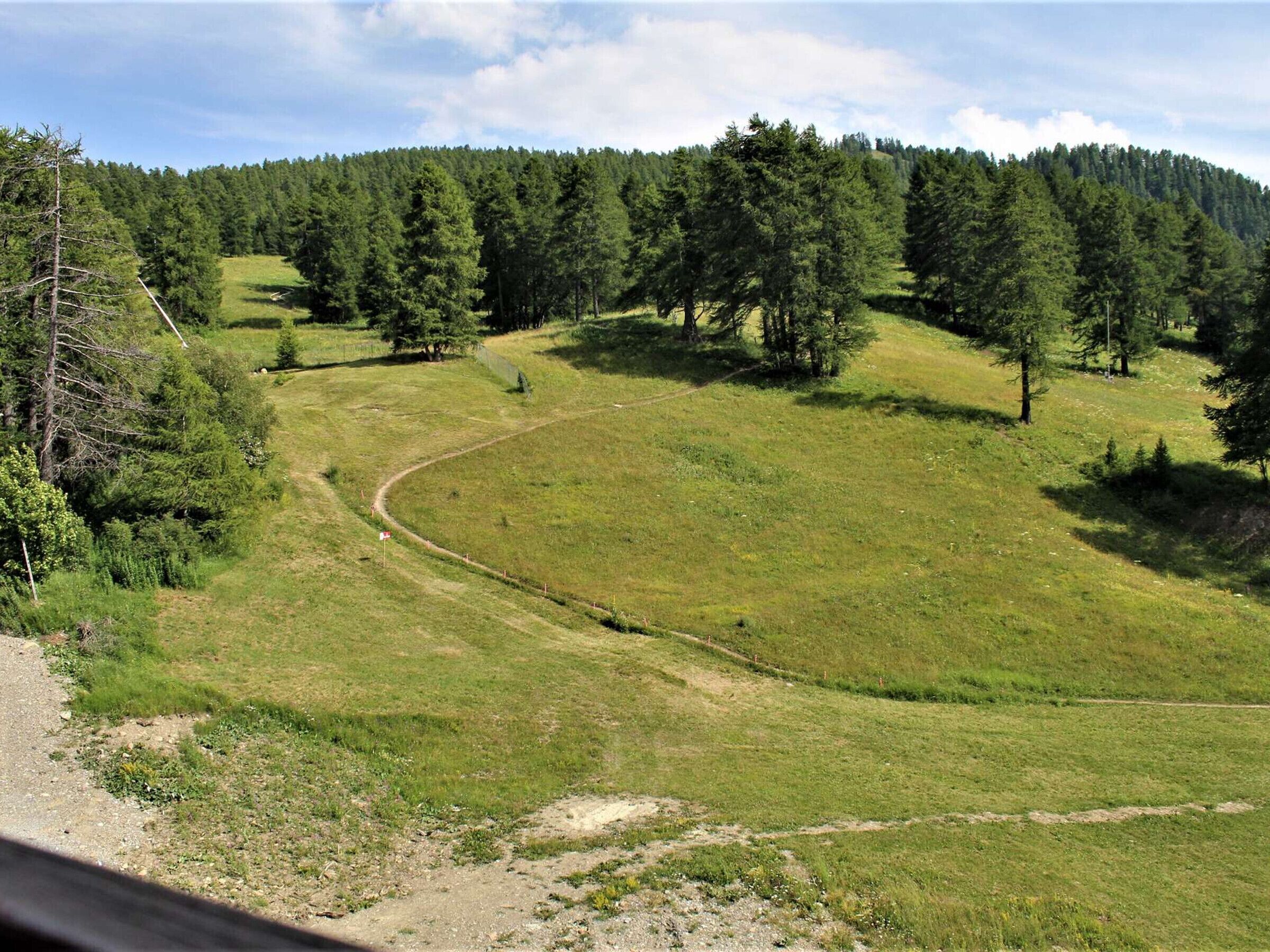 A grassy field with a winding path and a forested hill in the background.